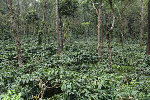 Munnar